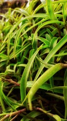 Beautiful small plant wallpaper 