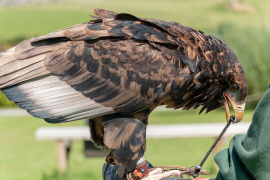 Bateleur Eagle