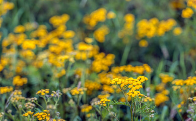 Yellow flowering common tansy from close