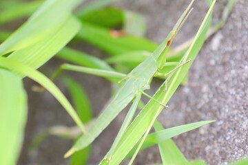 ショウリョウバッタ