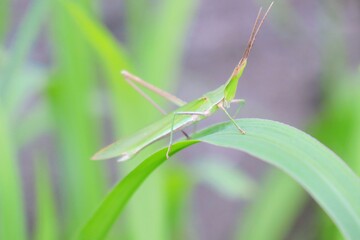 ショウリョウバッタ