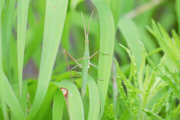 ショウリョウバッタ