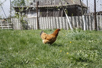 free range chickens