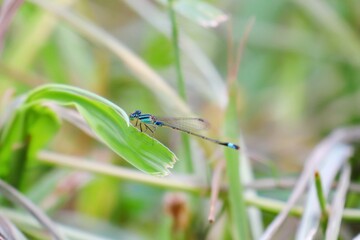 アオモンイトトンボ