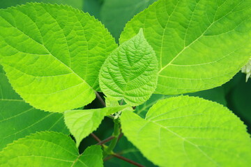 green leaves background