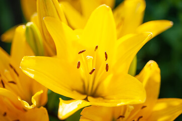 Fototapeta na wymiar flower yellow lily on a background of green bushes close-up