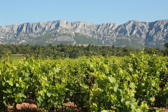 Vignoble de Provence au pieds de la Montagne Sainte Victoire