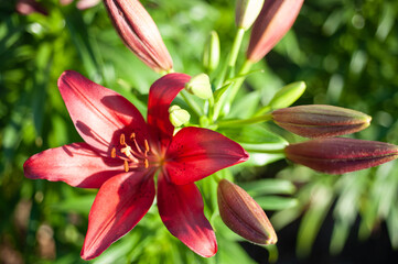  flower red lily on a background of green bushes close-up