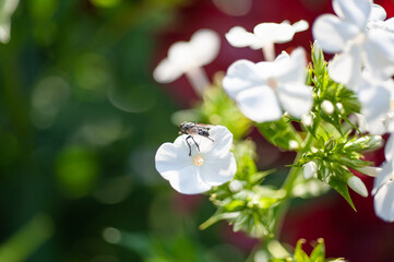  white phlox flower on a background of green bushes close-up