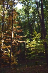 autumn landscape in the forest. bright sunbeams in vibrant colors