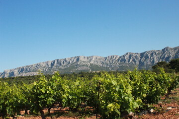 Naklejka premium Vignoble de Provence au pieds de la Montagne Sainte Victoire