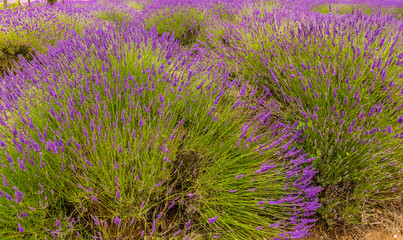 A cluster of lavender blooms in the summertime in the village of Heacham, Norfolk, UK
