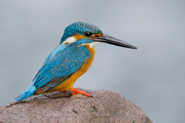 Common king fisher