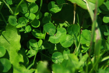 green leaves in the rain