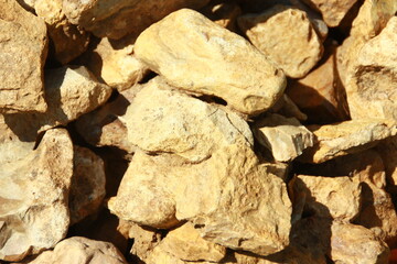 close up of a tree bark