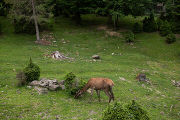 Little deer in the reserve against the background of a green forest