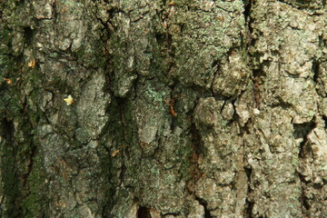 tree bark texture