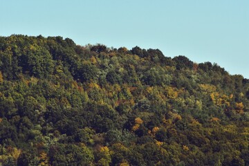 autumn landscape in the forest. bright sunbeams in vibrant colors
