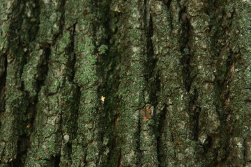 tree bark texture