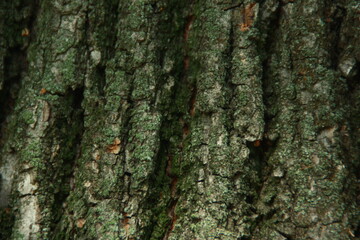 tree bark background