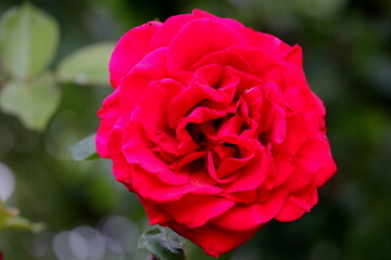 rote Rose, Rosenblüte, rot, Rose