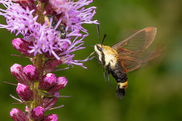 In flight Snowberry Clearwing Moth