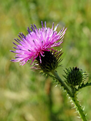 a flowering plant called thistle, which is part of the plant species sown as flower meadows in the city of Białystok in Podlasie in Poland