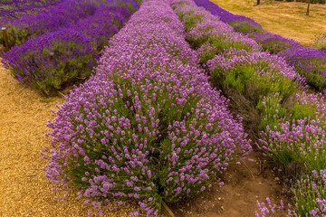 Obraz premium Lines of light and dark hue purple lavender blooms in the summertime in the village of Heacham, Norfolk, UK