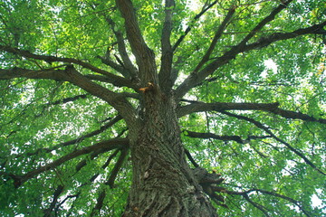 Fototapeta premium trees in the forest