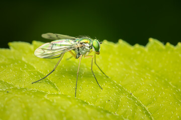 Green long-legged fly resting on a leaf