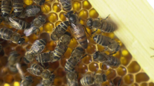 The queen bee crawls among the workers. Close-up of bees crawling on honeycombs. The bees are working on the production of honey in the apiary.