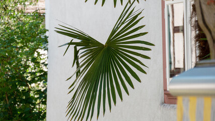 Palm leaf on white background