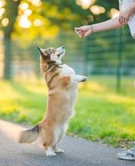dog corgi standing on his two hind legs, doing a trick and training with the owner, in the park 