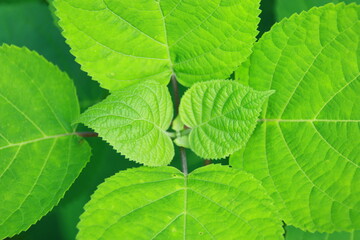 green leaves background