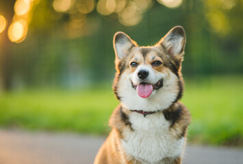welsh corgi pembroke sable dog portrait on a sunny day in the summer in the park