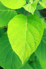 green leaf background