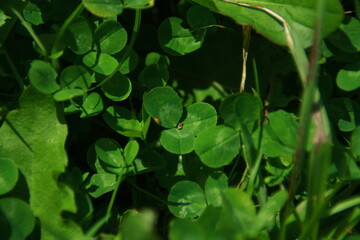 green leaves in the rain