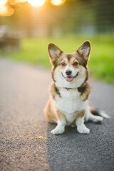 Naklejka na ściany i meble welsh corgi pembroke sable dog portrait on a sunny day in the summer in the park