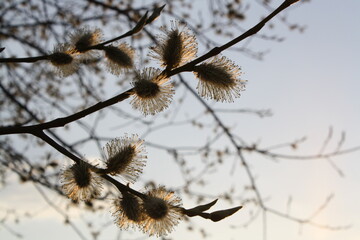 snow covered branches