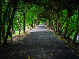 Fototapeta na wymiar Park alley surrounded by trees