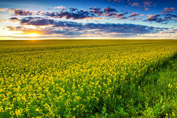 Beautiful summer sunset on a yellow field.