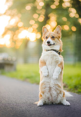 dog corgi sitting on his hind legs, doing a trick and training with the owner, in the park 