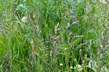 View of juicy green forbs in a summer meadow. Blooming herbs shimmer in different colors from green to lilac.