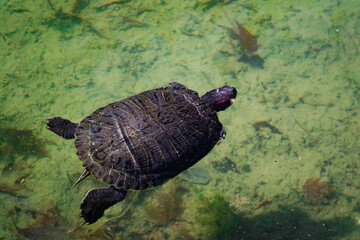 The pond slider turtle (Trachemys scripta) is swimming in a pond on a sunny day..