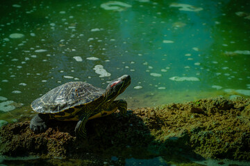 The pond slider turtle (Trachemys scripta) is basking in the sun on a rock in a pond.