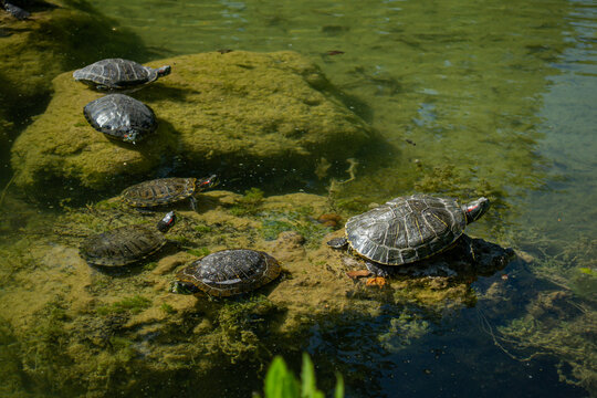 Plenty of pond slider turtle (Trachemys scripta) are basking in the sun on rocks in a pond..