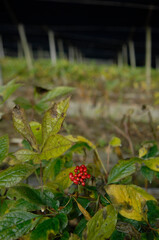 ginseng fruit