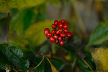 ginseng fruit