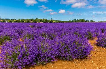 Naklejka premium Purple lavender ready for harvest beneath the summer sky in a field in Heacham, Norfolk, UK
