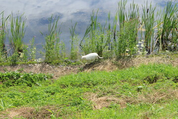 White cat on the shore of the pond. View from above. Russia.